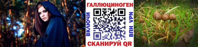 где найти   Нестеровская  Галлюциногенные грибы Magic Shrooms 